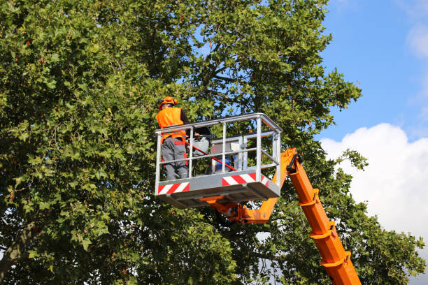 Tree and Shrub Care in Clifton, NJ